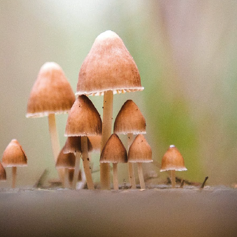 Mushroom world and Human society