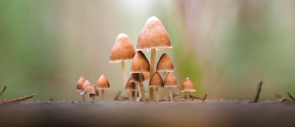 Mushroom world and Human society